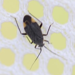 Polymerus venaticus
