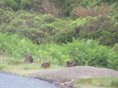 Lagopus lagopus scotica