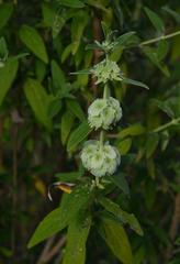 Lamiaceae