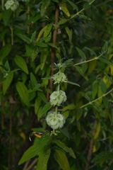 Lamiaceae