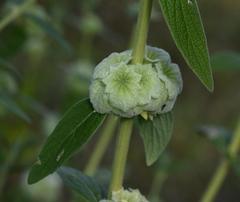 Lamiaceae