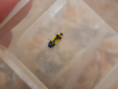 Ptosima gibbicollis