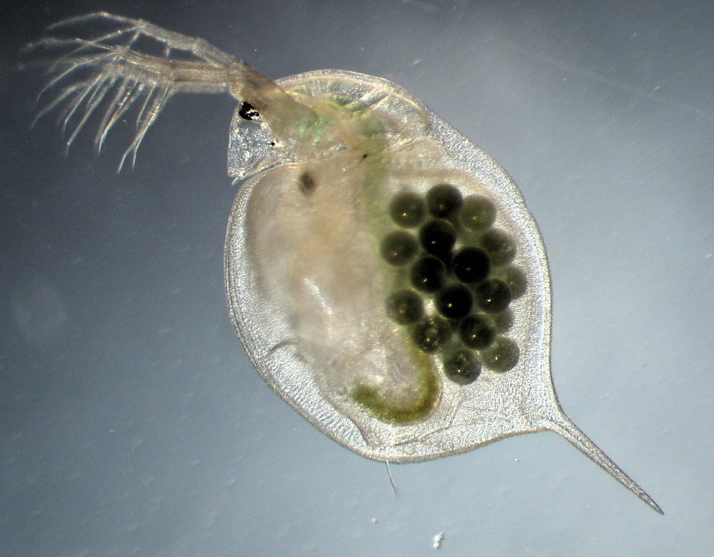 large water flea