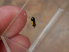 Ptosima gibbicollis