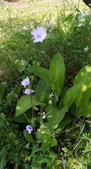 Cichorium intybus