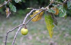Solanum