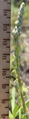 Lupinus sulphureus