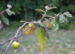 Solanum