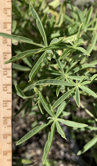 Lupinus sulphureus