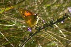 Colias