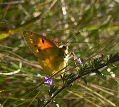 Colias