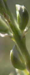 Lupinus sulphureus