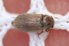 Byturus unicolor