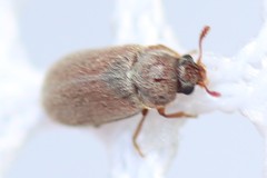 Byturus unicolor