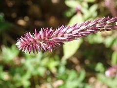 Amaranthaceae