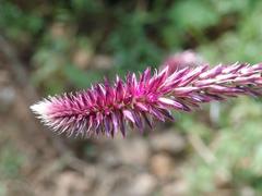 Amaranthaceae