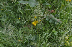 Crepis paludosa