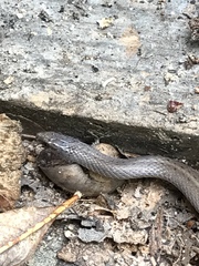 Virginia valeriae elegans