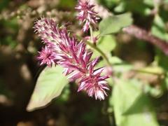 Amaranthaceae