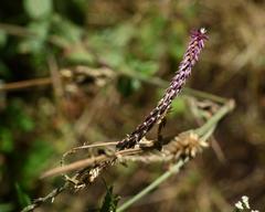 Amaranthaceae