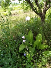 Cichorium intybus