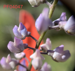 Lupinus sulphureus