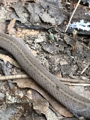 Virginia valeriae elegans