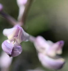 Lupinus sulphureus