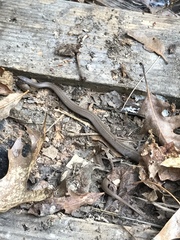 Virginia valeriae elegans