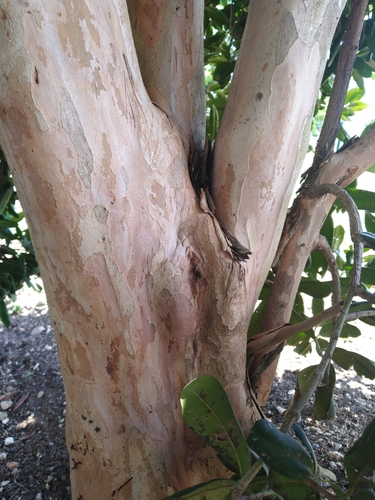 Pimenta racemosa