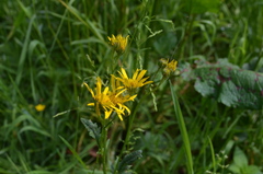 Crepis paludosa