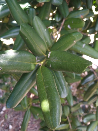 Pimenta racemosa