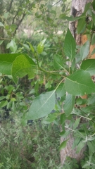 Populus × hinckleyana