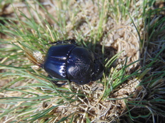 Phanaeus quadridens