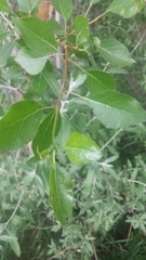Populus × hinckleyana
