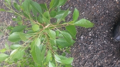 Populus × hinckleyana