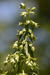 Frasera caroliniensis