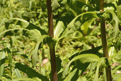 Frasera caroliniensis