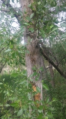 Populus × hinckleyana