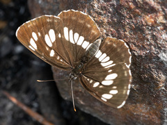 Neptis rivularis