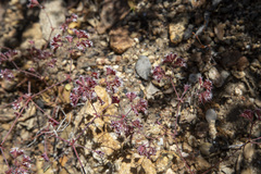 Sidotheca emarginata