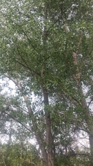 Populus × hinckleyana