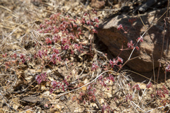 Sidotheca emarginata