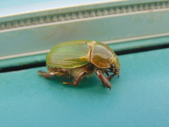 Chrysina lecontei