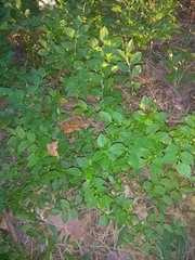 Vaccinium myrtillus