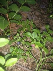 Vaccinium myrtillus