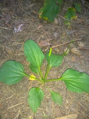 Plantago major