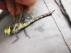 Rhionaeschna dugesi