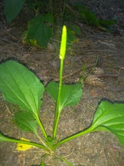 Plantago major