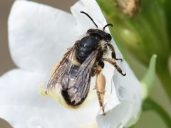 Melitta haemorrhoidalis